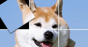 Brain Workout! Spinning Dog Puzzle Review Brain Workout! Spinning Dog Puzzle Review