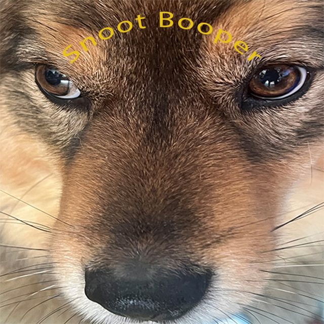 Snoot Booper Review