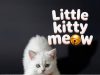Little Kitty Meow Review Little Kitty Meow Review