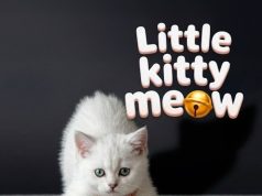 Little Kitty Meow Review Little Kitty Meow Review
