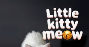 Little Kitty Meow Review Little Kitty Meow Review