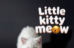 Little Kitty Meow Review Little Kitty Meow Review