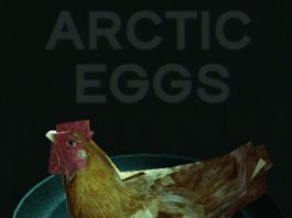Arctic Eggs Review Arctic Eggs Review